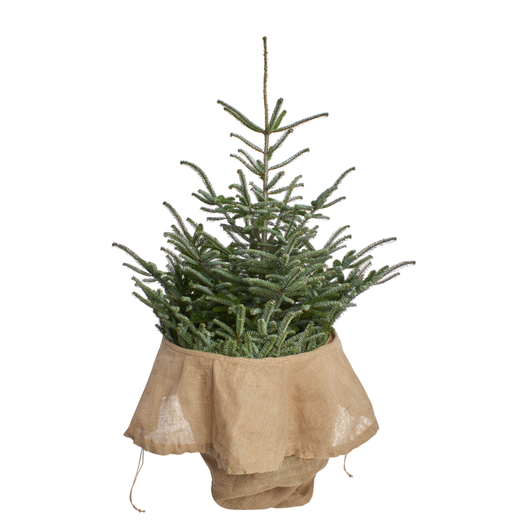 Weihnachtsbaum Transporthülle