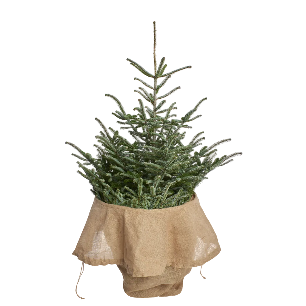 Weihnachtsbaum Transporthülle