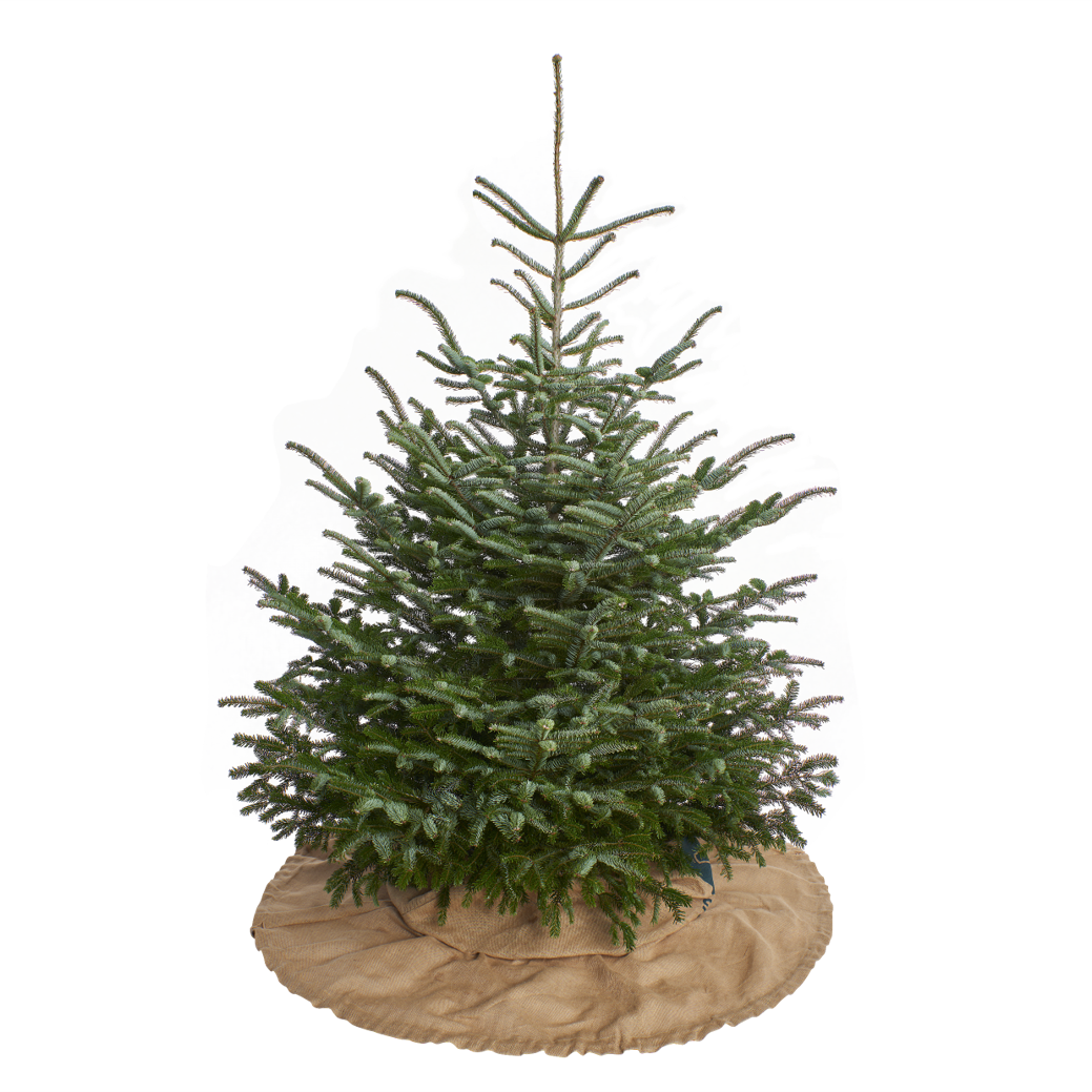Kerstboomdeken & transporthoes | Alles in een