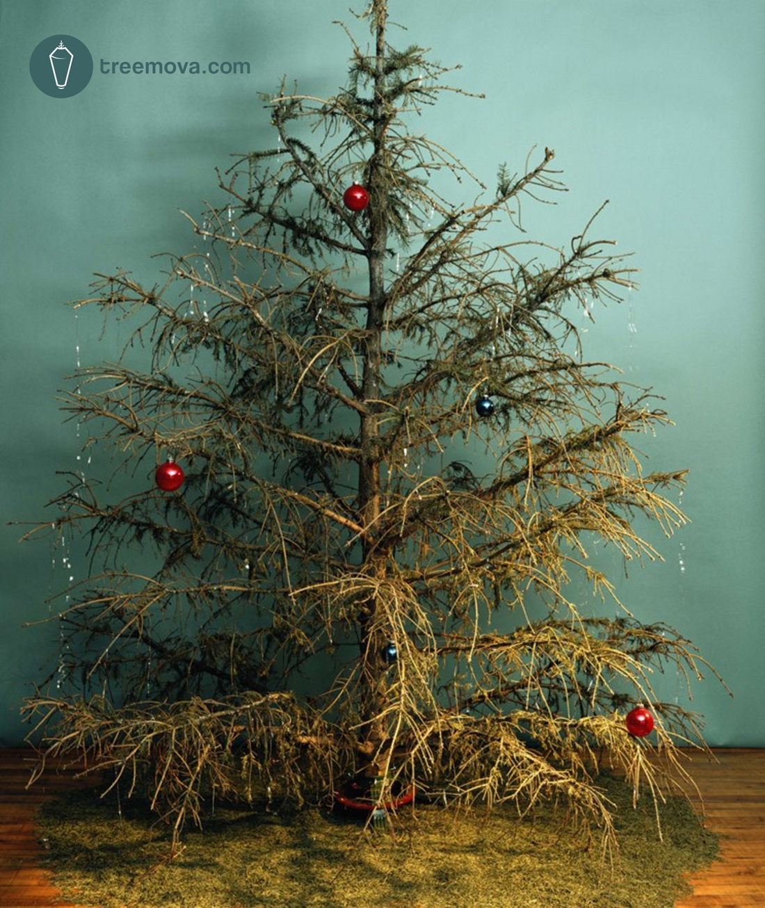 nadelnder Weihnachtsbaum